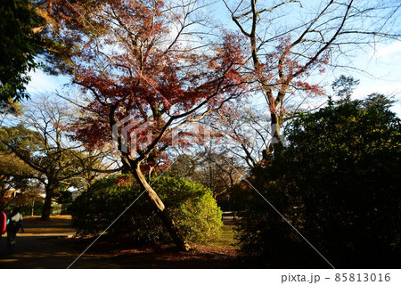 晩秋の千葉県清水公園（金乗院）の自然 85813016