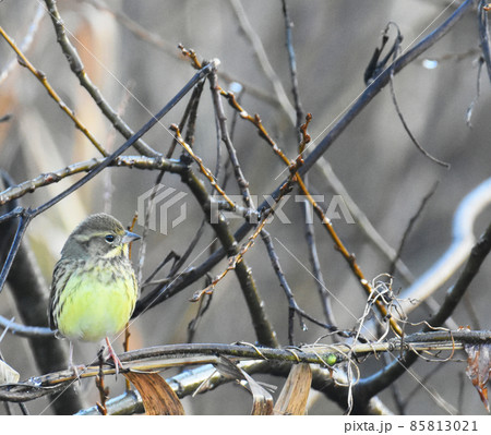 佐倉城址公園の野鳥　アオジ　千葉県佐倉市 85813021