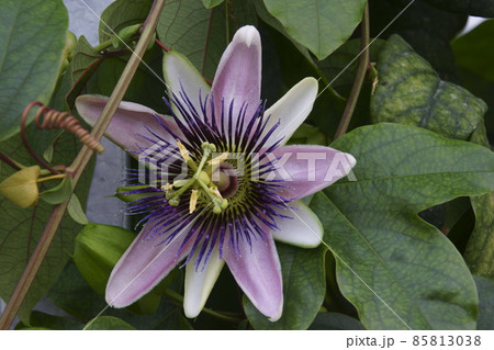 トケイソウ 85813038