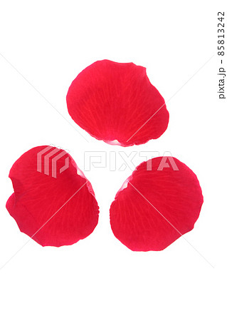 薔薇 赤 赤薔薇 花 フラワー 赤い薔薇 赤い花 薔薇 赤 赤薔薇 花 フラワー 赤い薔薇 赤い花 85813242