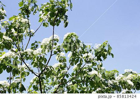 台湾 アブラギリ 落葉高木 85813424