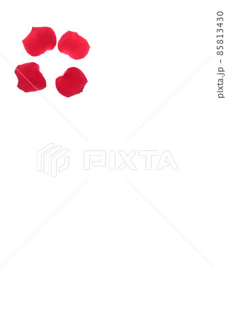 薔薇 赤 赤薔薇 花 フラワー 赤い薔薇 赤い花 薔薇 赤 赤薔薇 花 フラワー 赤い薔薇 赤い花 85813430