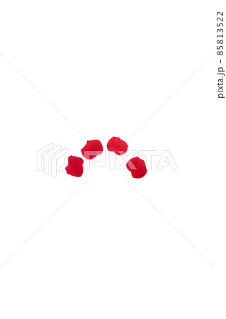 薔薇 赤 赤薔薇 花 フラワー 赤い薔薇 赤い花 薔薇 赤 赤薔薇 花 フラワー 赤い薔薇 赤い花 85813522