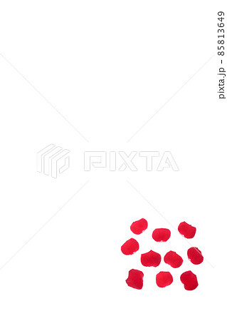 薔薇 赤 赤薔薇 花 フラワー 赤い薔薇 赤い花 薔薇 赤 赤薔薇 花 フラワー 赤い薔薇 赤い花 85813649