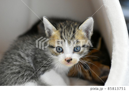 生後3週間の捨て猫　サバトラの仔猫　保護しました 85813751