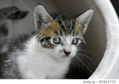 生後3週間の捨て猫　サバトラの仔猫　保護しました 85813755
