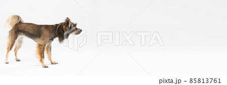 Panoramic side view of a standing dog looking ahead. Multi-breed dog. 85813761
