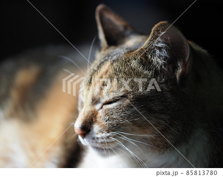 眠り猫 85813780