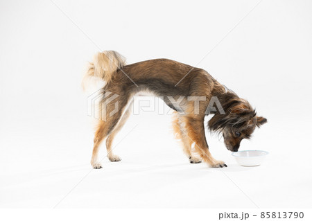 Side view of a cute dog in shades of brown, standing and looking ahead. Isolated from a white background. Mongrel breed. Side view of a cute dog in shades of brown, standing and looking ahead. Isolated from a white background. Mongrel breed. 85813790