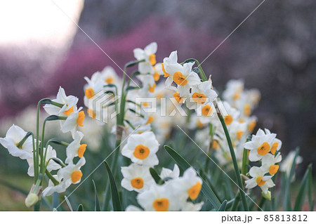 水仙の花 85813812