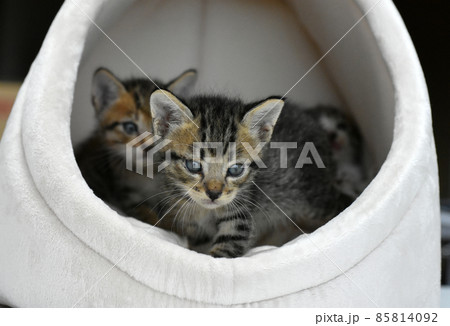 生後3週間の捨て猫　キジトラの仔猫　保護しました 85814092