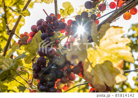 Sun shining through Red Wine grapes ready for harvest Region Moselle River Winningen Germany 85814142