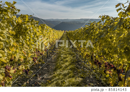 Red Wine grapes ready for harvest Region Moselle River Winningen Germany 85814143