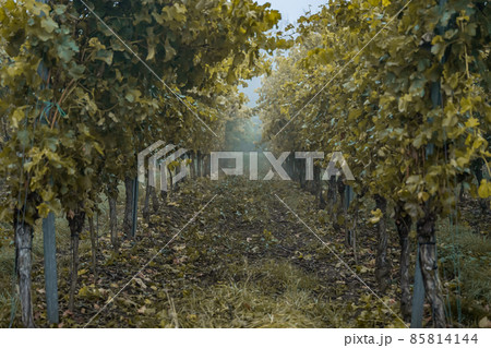white Wine grapes fall morning mist ready for harvest Region Moselle River Winningen Germany 85814144