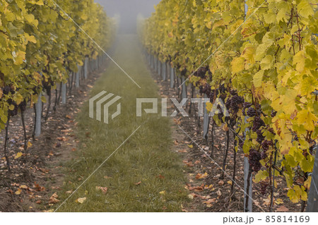 Red Wine grapes ready for harvest Region Moselle River Winningen Germany 85814169
