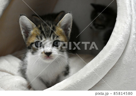 生後3週間の捨て猫　サバトラの仔猫　保護しました 85814580