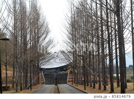 冬のへそ公園　セコイア並木とテラドーム 85814679