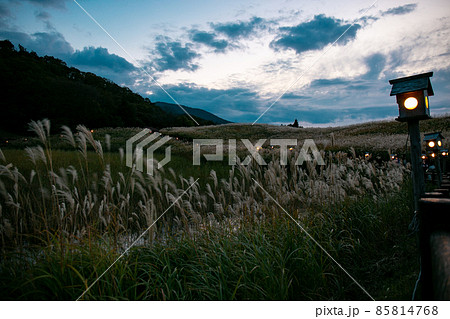 曽爾高原のすすき 曽爾高原のすすき 85814768