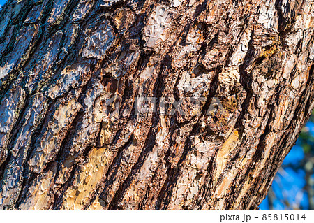 松の木の樹皮 85815014