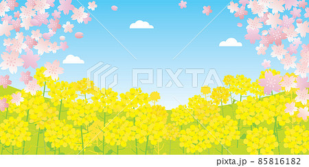 春の桜と菜の花の風景イラスト 85816182