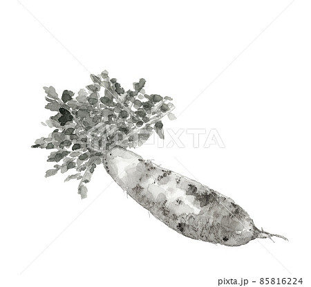 畑から掘り出したばかりの葉、泥付き大根 モノトーン【水墨画風水彩画