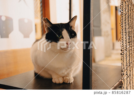 法善寺横丁に佇む猫 85816287