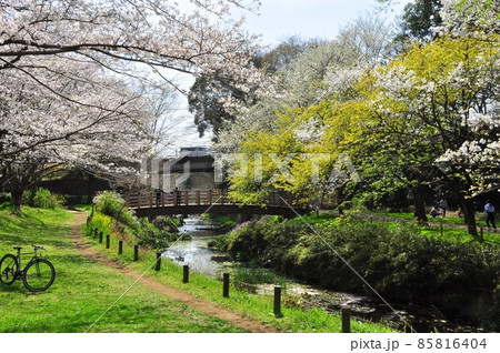 大和市ふれあいの森　満開の桜とふれあい広場とふれあい橋と引地川 85816404