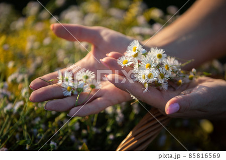 In a woman's hands lies an herb inflorescence - winterberry. The power of field herbs. In a woman's hands lies an herb inflorescence - winterberry. The power of field herbs. 85816569