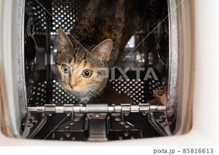 The cat sits inside the washing machine and looks up straight into the lens. View from above. The cat has erect ears and protruding long whiskers. The cat sits inside the washing machine and looks up straight into the lens. View from above. The cat has erect ears and protruding long whiskers. 85816613