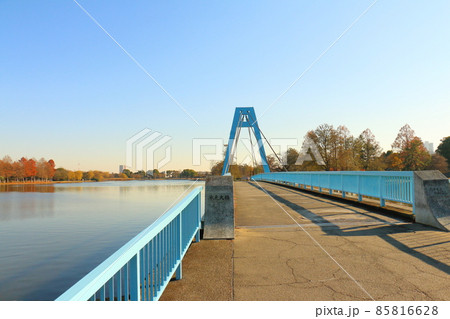 東京都葛飾区の水元公園にある水元大橋　歩行者専用 85816628