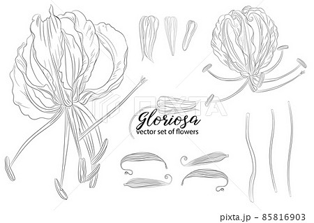 vector set of flowers and beads glorasa Gloriosa 85816903