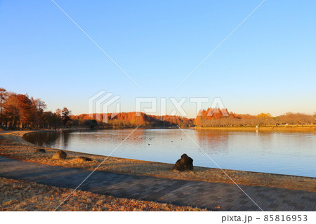 東京都葛飾区にある秋の水元公園と対岸の埼玉県三郷市の三郷公園 東京都葛飾区にある秋の水元公園と対岸の埼玉県三郷市の三郷公園 85816953