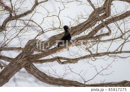 クマゲラ＿熊啄木鳥＿天然記念物＿野鳥＿啄木鳥＿キツツキ 85817275