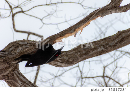 クマゲラ＿熊啄木鳥＿天然記念物＿野鳥＿啄木鳥＿キツツキ 85817284
