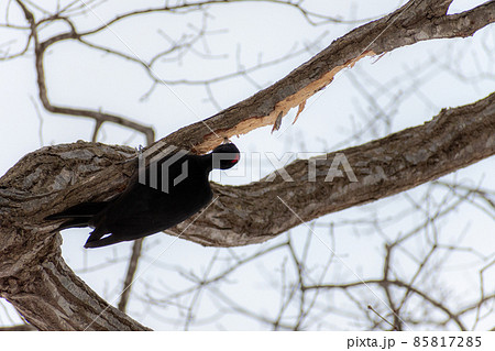 クマゲラ_熊啄木鳥_天然記念物_野鳥_啄木鳥_キツツキ クマゲラ_熊啄木鳥_天然記念物_野鳥_啄木鳥_キツツキ 85817285