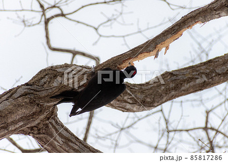 クマゲラ_熊啄木鳥_天然記念物_野鳥_啄木鳥_キツツキ クマゲラ_熊啄木鳥_天然記念物_野鳥_啄木鳥_キツツキ 85817286