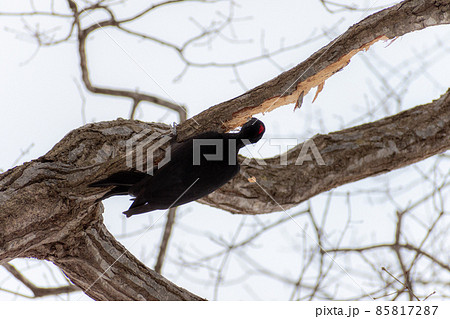 クマゲラ_熊啄木鳥_天然記念物_野鳥_啄木鳥_キツツキ クマゲラ_熊啄木鳥_天然記念物_野鳥_啄木鳥_キツツキ 85817287