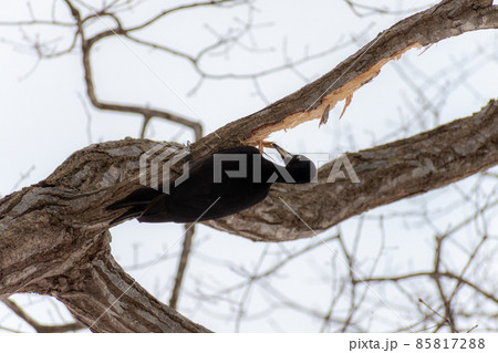 クマゲラ_熊啄木鳥_天然記念物_野鳥_啄木鳥_キツツキ クマゲラ_熊啄木鳥_天然記念物_野鳥_啄木鳥_キツツキ 85817288