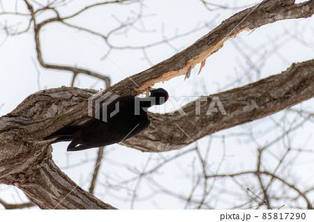 クマゲラ_熊啄木鳥_天然記念物_野鳥_啄木鳥_キツツキ クマゲラ_熊啄木鳥_天然記念物_野鳥_啄木鳥_キツツキ 85817290