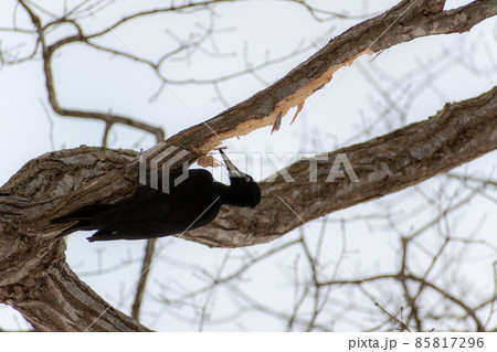 クマゲラ＿熊啄木鳥＿天然記念物＿野鳥＿啄木鳥＿キツツキ 85817296
