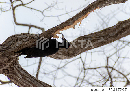 クマゲラ_熊啄木鳥_天然記念物_野鳥_啄木鳥_キツツキ クマゲラ_熊啄木鳥_天然記念物_野鳥_啄木鳥_キツツキ 85817297