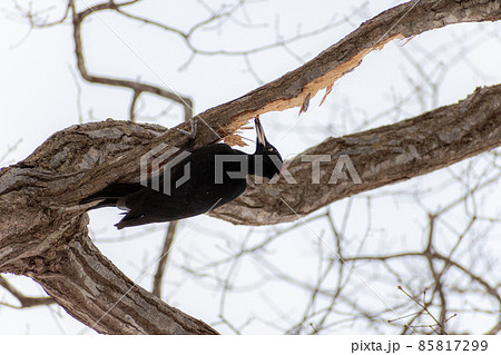 クマゲラ＿熊啄木鳥＿天然記念物＿野鳥＿啄木鳥＿キツツキ 85817299