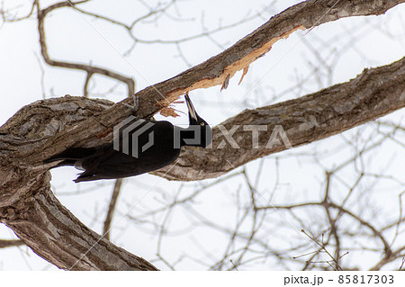 クマゲラ_熊啄木鳥_天然記念物_野鳥_啄木鳥_キツツキ クマゲラ_熊啄木鳥_天然記念物_野鳥_啄木鳥_キツツキ 85817303