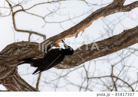 クマゲラ＿熊啄木鳥＿天然記念物＿野鳥＿啄木鳥＿キツツキ 85817307