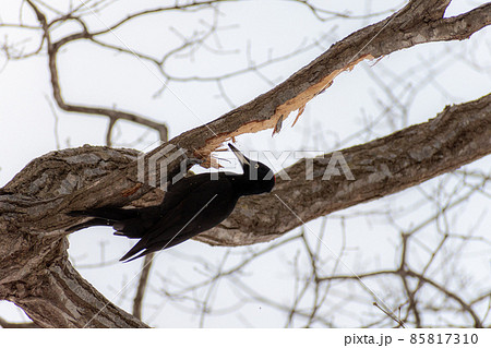 クマゲラ＿熊啄木鳥＿天然記念物＿野鳥＿啄木鳥＿キツツキ 85817310