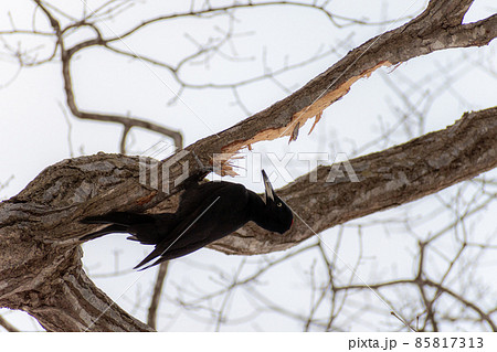 クマゲラ_熊啄木鳥_天然記念物_野鳥_啄木鳥_キツツキ クマゲラ_熊啄木鳥_天然記念物_野鳥_啄木鳥_キツツキ 85817313