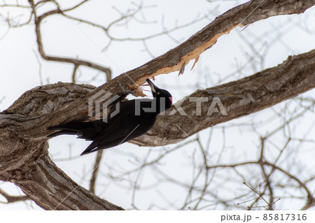 クマゲラ＿熊啄木鳥＿天然記念物＿野鳥＿啄木鳥＿キツツキ 85817316