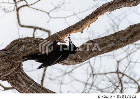 クマゲラ_熊啄木鳥_天然記念物_野鳥_啄木鳥_キツツキ クマゲラ_熊啄木鳥_天然記念物_野鳥_啄木鳥_キツツキ 85817322