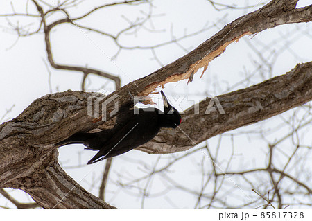 クマゲラ＿熊啄木鳥＿天然記念物＿野鳥＿啄木鳥＿キツツキ 85817328