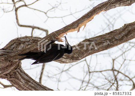 クマゲラ＿熊啄木鳥＿天然記念物＿野鳥＿啄木鳥＿キツツキ 85817332